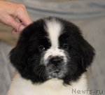 Превью фото № 59867