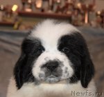 Превью фото № 59875