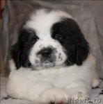 Превью фото № 59876