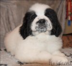 Превью фото № 59877