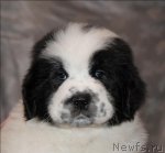 Превью фото № 59878