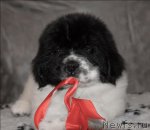 Превью фото № 59882