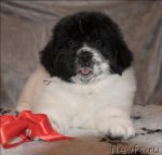 Превью фото № 59883