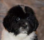 Превью фото № 59898