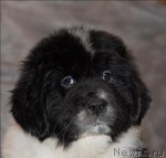 Превью фото № 59899