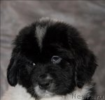 Превью фото № 59900