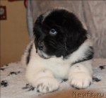 Превью фото № 59903