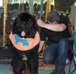 Превью фото № 59938