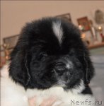 Превью фото № 59985