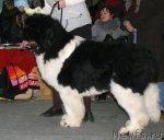 Превью фото № 60228