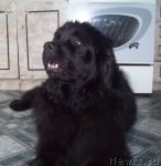 Превью фото № 60278