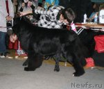 Превью фото № 60285