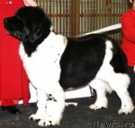 Превью фото № 60412