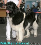 Превью фото № 60421