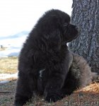 Превью фото № 60653