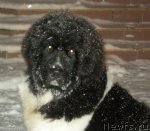 Превью фото № 60678