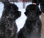 Превью фото № 60772