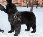 Превью фото № 60773