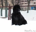 Превью фото № 60778