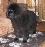 Превью фото № 60863