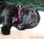 Превью фото № 60870