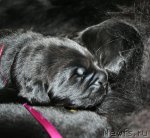 Превью фото № 60871