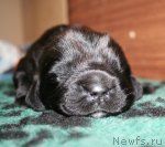 Превью фото № 60872