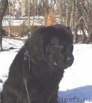 Превью фото № 61000