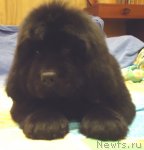 Превью фото № 61186