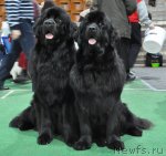 Превью фото № 61212