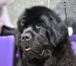 Превью фото № 61228