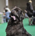 Превью фото № 61241