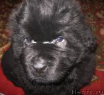 Превью фото № 61264