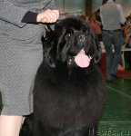 Превью фото № 61333