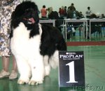 Превью фото № 61339