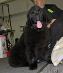 Превью фото № 61349