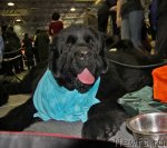 Превью фото № 61360