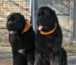 Превью фото № 61383