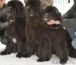 Превью фото № 61456