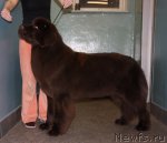 Превью фото № 61496