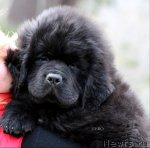 Превью фото № 61639