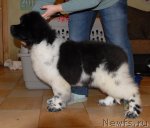 Превью фото № 61663