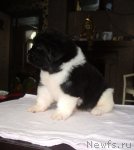 Превью фото № 61715