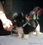 Превью фото № 61724