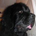 Превью фото № 61756