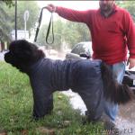 Превью фото № 6195