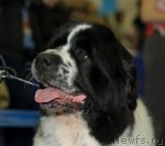 Превью фото № 62273