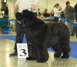 Превью фото № 62285