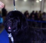 Превью фото № 62292