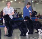 Превью фото № 62307